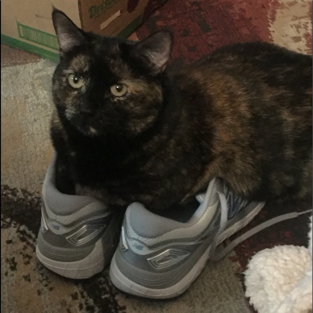 😹 Bye Cutie 😹 Said goodbye to our dear Cutie 2-6-24.  She gave us much Joy!♥️